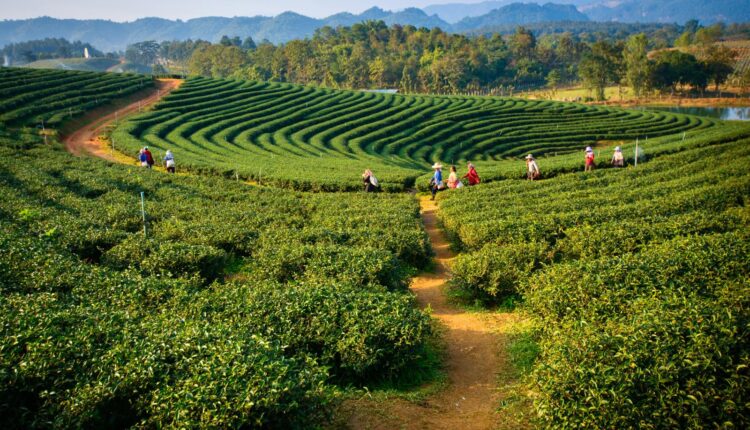 organik-tarimin-tarihsel-gelisimi